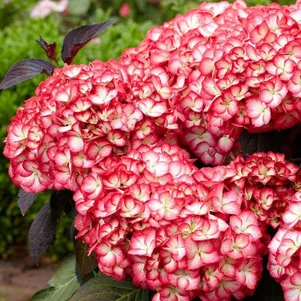 

Гортензия Графиня Козель крупнолистная (макрофила)