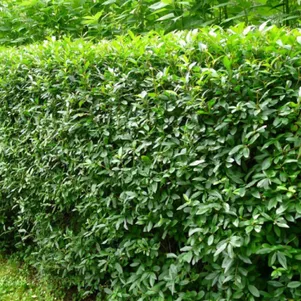 

Бирючина обыкновенная Атровиренс