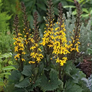 

Бузульник Боттл Рокет