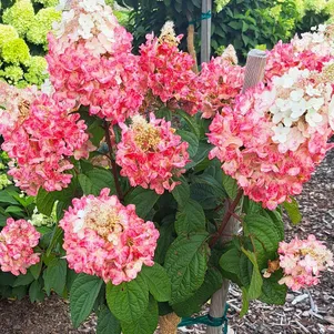 

Гортензия Петит Лантерн (Маленький фонарь) метельчатая