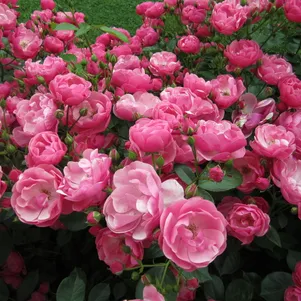 

Роза Анжела кустарниковая, Imperial Rose