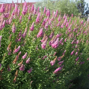 

Спирея Дугласа