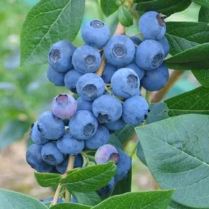 

Голубика Харди Блю