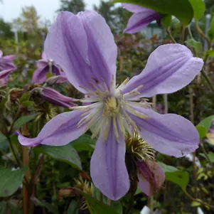 

Клематис Стар Ривер (3)