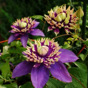 

Клематис Тайга махровый мелкоцветковый (3)