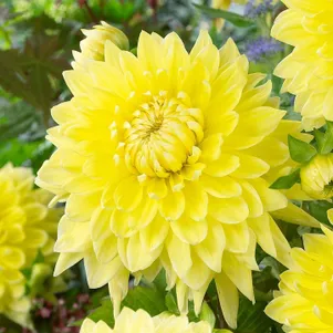 

Георгина Бильбао (МАКСИ) декоративная