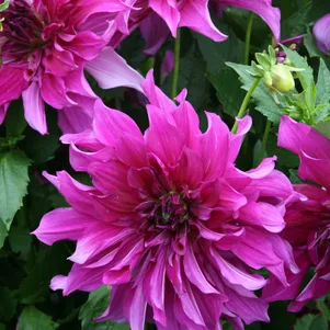 

Георгина Пурпл Тайхейо (МАКСИ) декоративная