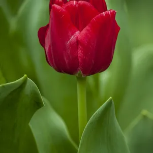 

Тюльпан Седов Триумф 5шт