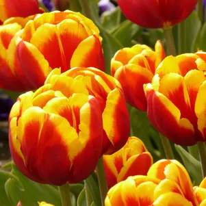 

Тюльпан Шелл махровый ранний 5шт