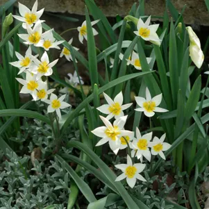 

Тюльпан Туркестаника карликовый 10шт.