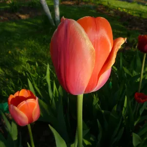 

Тюльпан Шарада Триумф 5 шт