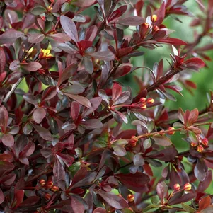 

Барбарис Тунберга Ред Чиф