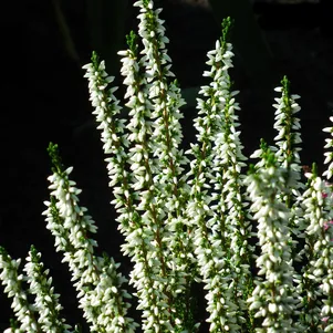 

Вереск Хелена