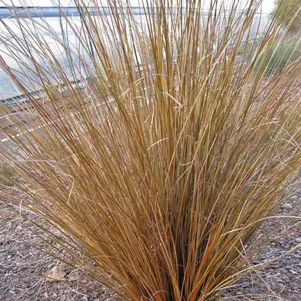 

Осока Буханана Ред Ростер