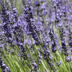 

Лаванда Гроссо