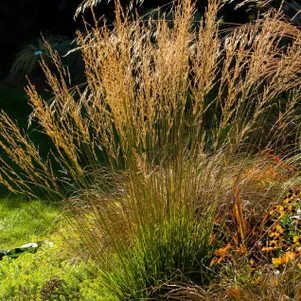 

Молиния Мурфламм