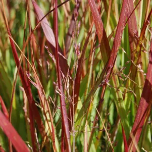 

Просо Шенандоа