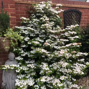 

Калина Килиманджаро Санрайз