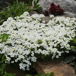 

Арабис кавказский Кэтволк Вайт (Белый подиум)