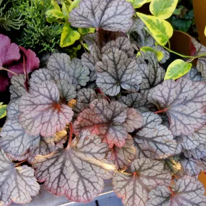 

Гейхерелла Сильверстрик