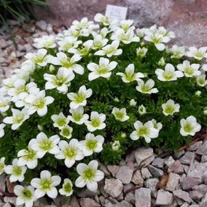 

Камнеломка Хайландер Вайт