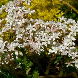 

Очиток (седум) белый