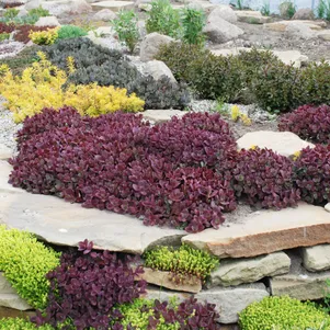 

Очиток (седум) Санспарклер Файркрекер