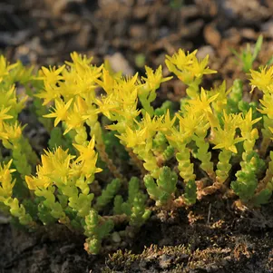 

Очиток (седум) Едкий