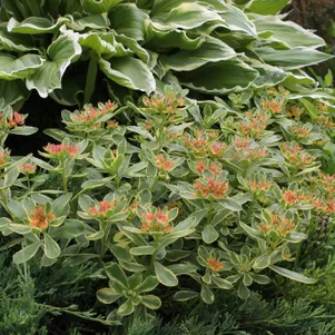 

Очиток (седум) Камчатский Вариегатум