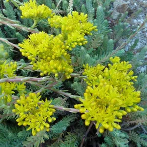 

Очиток (седум) отогнутый Блю Форест