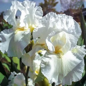 

Ирис бородатый Гловинг Серафин