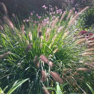 

Пеннисетум лисохвостный Хербстцаубер