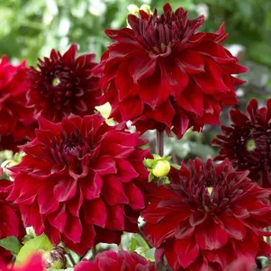 

Георгина Мингус Алекс (МАКСИ) декоративная