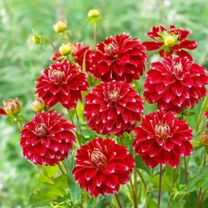 

Георгина Ред Рок декоративная