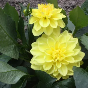 

Георгина Сиса бордюрная