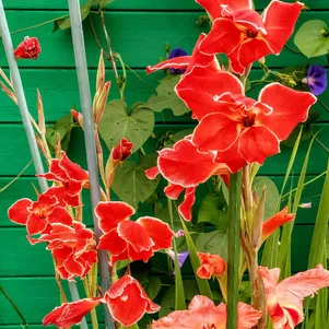 

Гладиолус мини Атом 3 шт