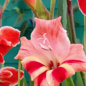 

Гладиолус мини Натали