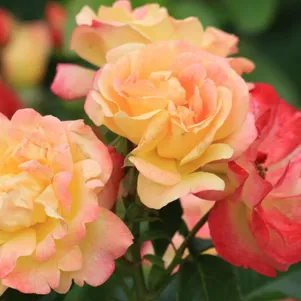 

Роза Цыган чайно-гибридная, Top Roses