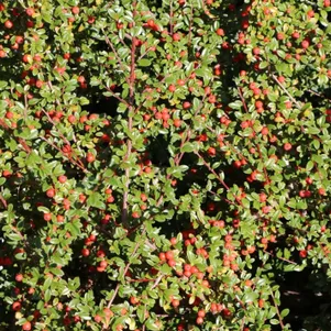 

Кизильник Даммера Миранда