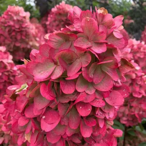 

Гортензия Бонфайр (Костер) метельчатая