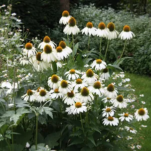 

Эхинацея пурпурная Альба