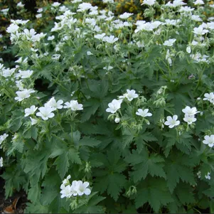 

Герань лесная Альбум