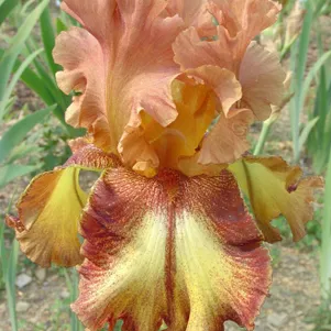 

Ирис бородатый Колдрон