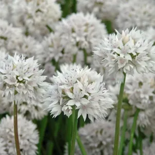 

Лук декоративный Грейсфул Бьюти 5 шт