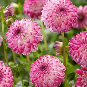 

Георгина Пинк Иса шаровидная