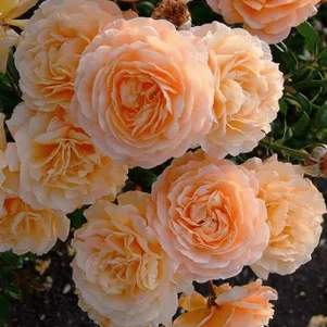 

Роза Априкот Скай