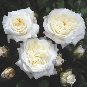 

Роза Алабастер