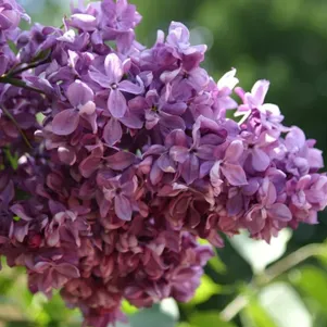 

Сирень Утро России