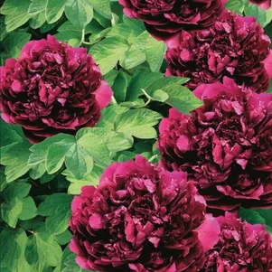 

Пион Ароматный чемпион древовидный фиолетовый