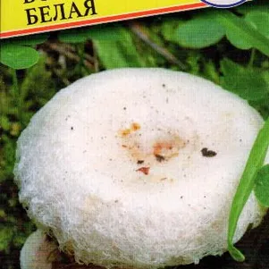 Волнушка белая 60 мл Семена Престиж 146₽